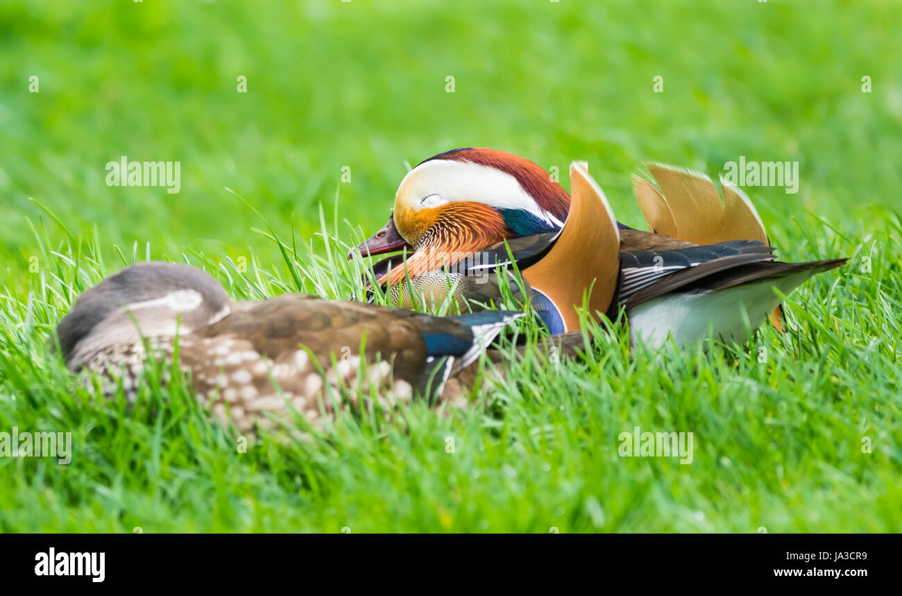 Coppia di anatre di mandarino addormentato sull'erba nel West Sussex, in Inghilterra, Regno Unito. Foto Stock