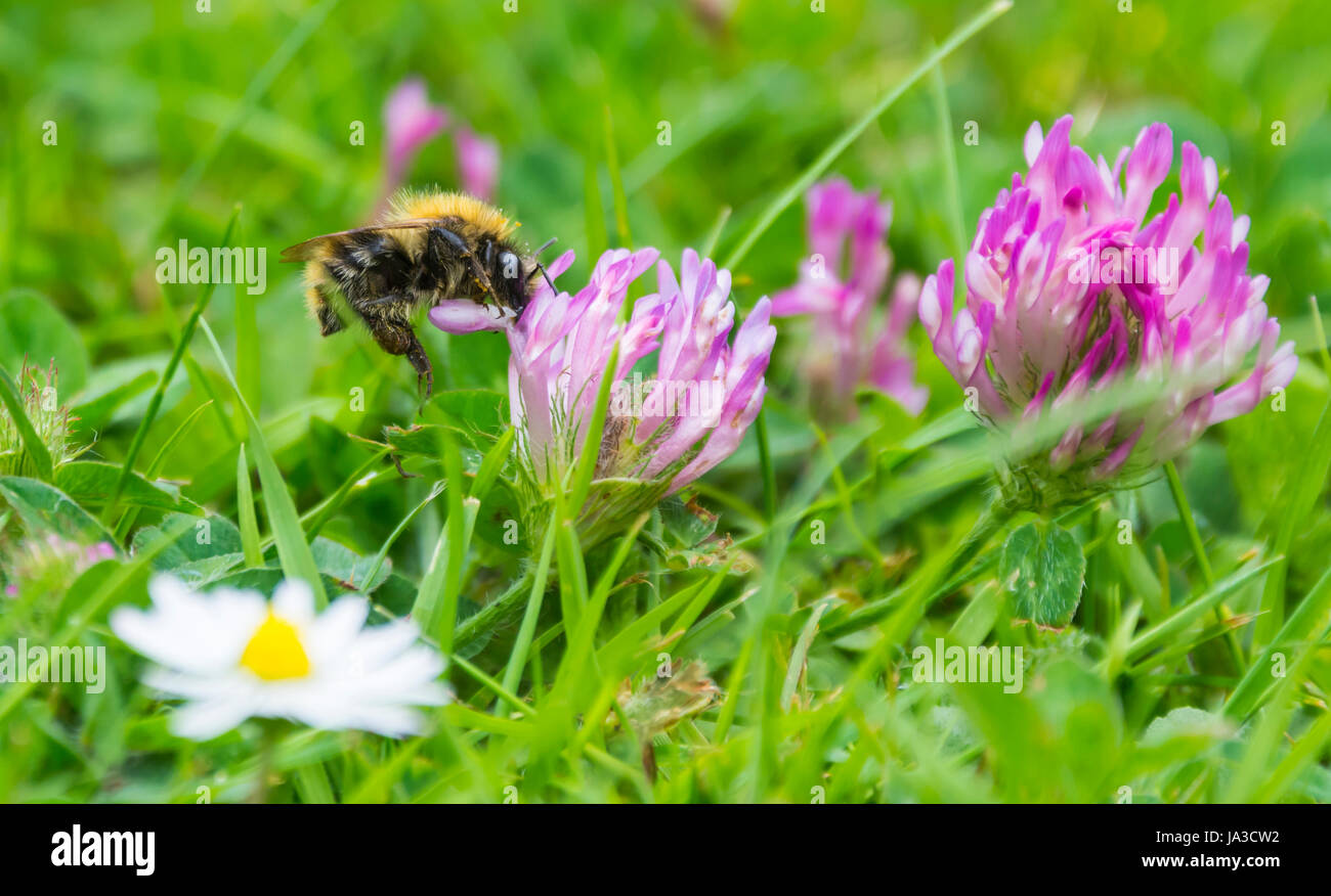 Un'ape impollinare i fiori a inizio estate nel West Sussex, in Inghilterra, Regno Unito. Foto Stock