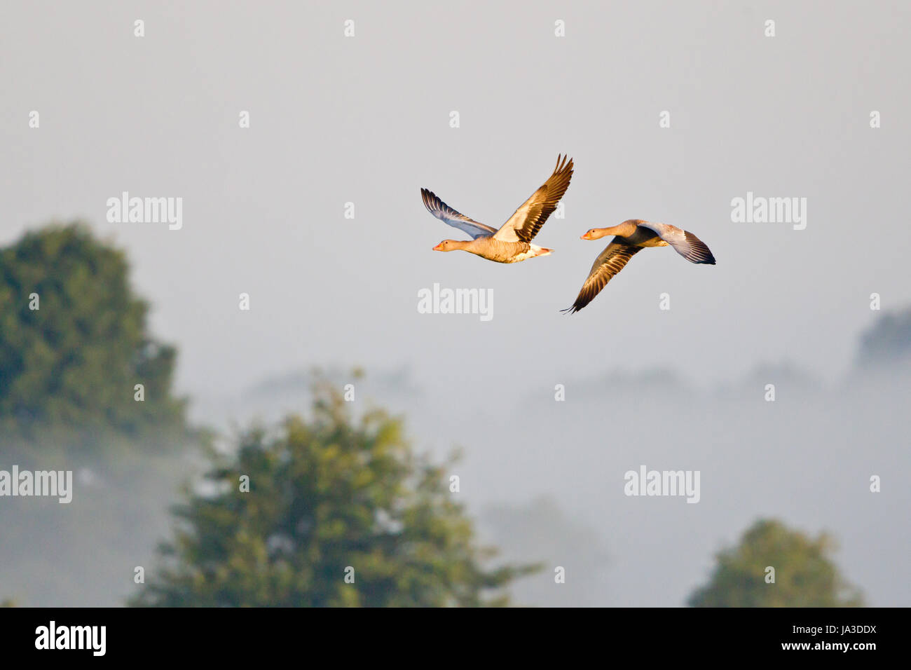 La nebbia, domani tendenza, nebbia, domani tendenza, volare, mosche, vola, volare, Foto Stock