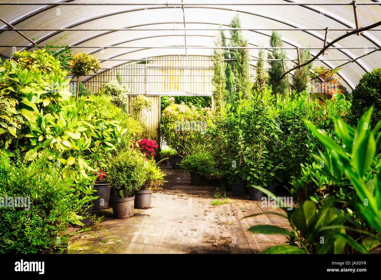 Green House con vasi di piante da giardino e fioritura azalee. Vecchia serra interno nella soleggiata giornata di primavera Foto Stock