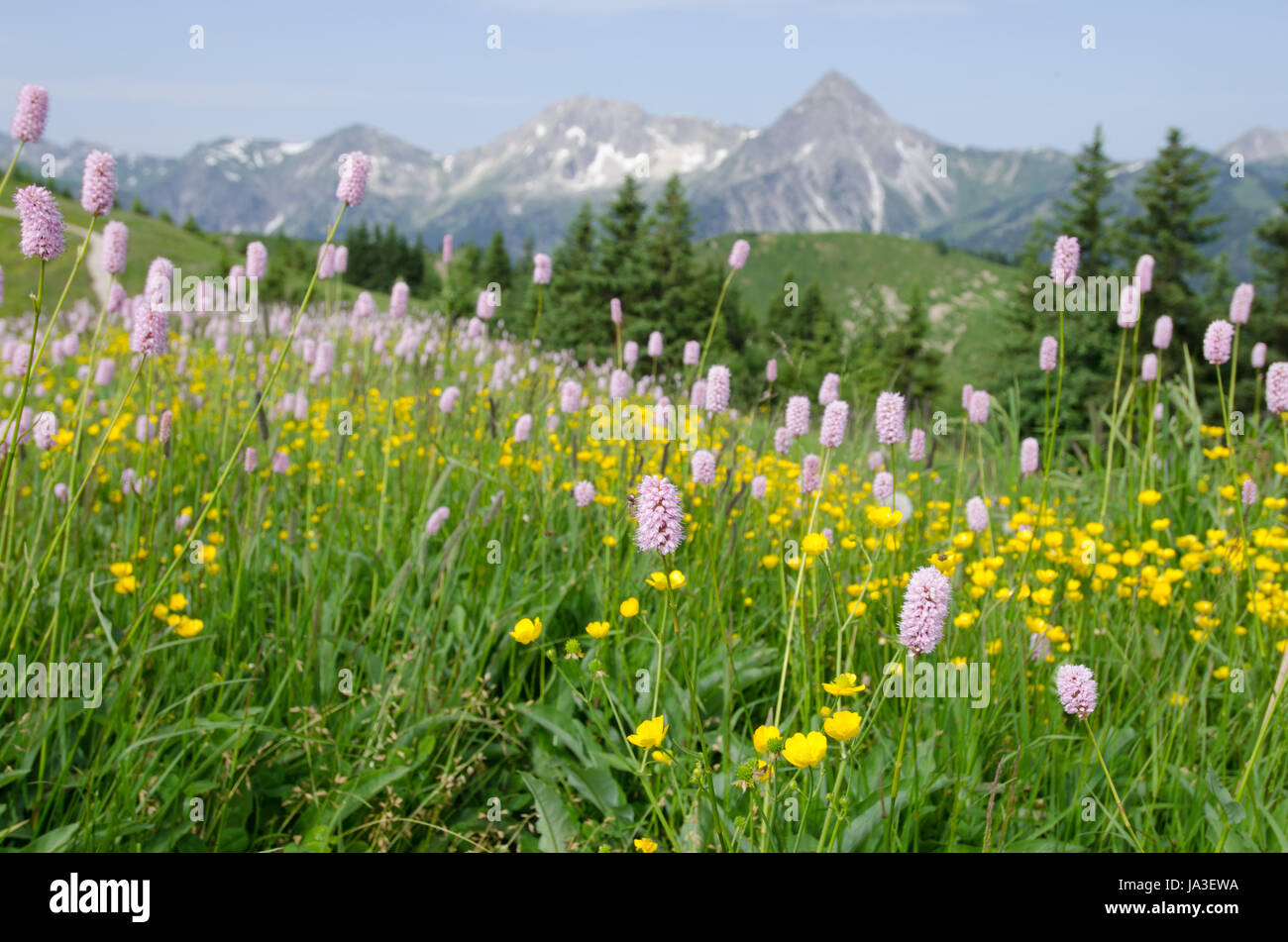 Berg modo con l'erba,fiori e fiore Foto Stock
