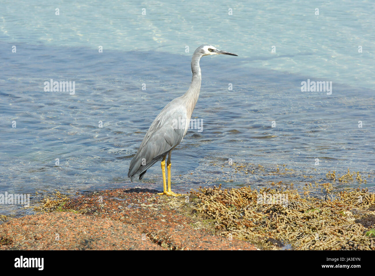 Animali, uccelli, fauna, uccelli, Australia, heron, natura, vacanza, Foto Stock