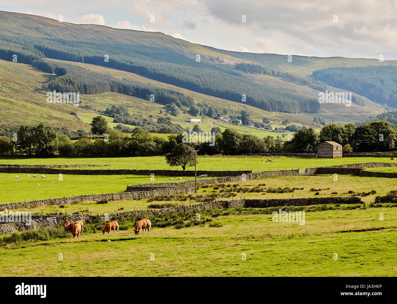 Fiume Ure, Yorkshire Dales panorama. Foto Stock