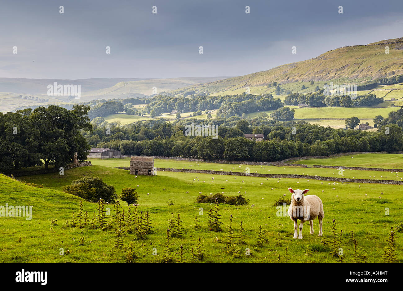 Fiume Ure, Yorkshire Dales panorama. Foto Stock