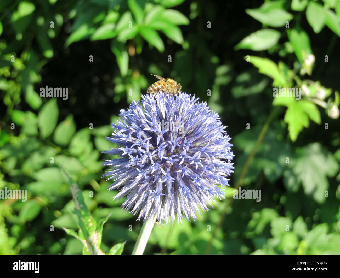 Kugeldistel ruteni - echinops ritro Foto Stock