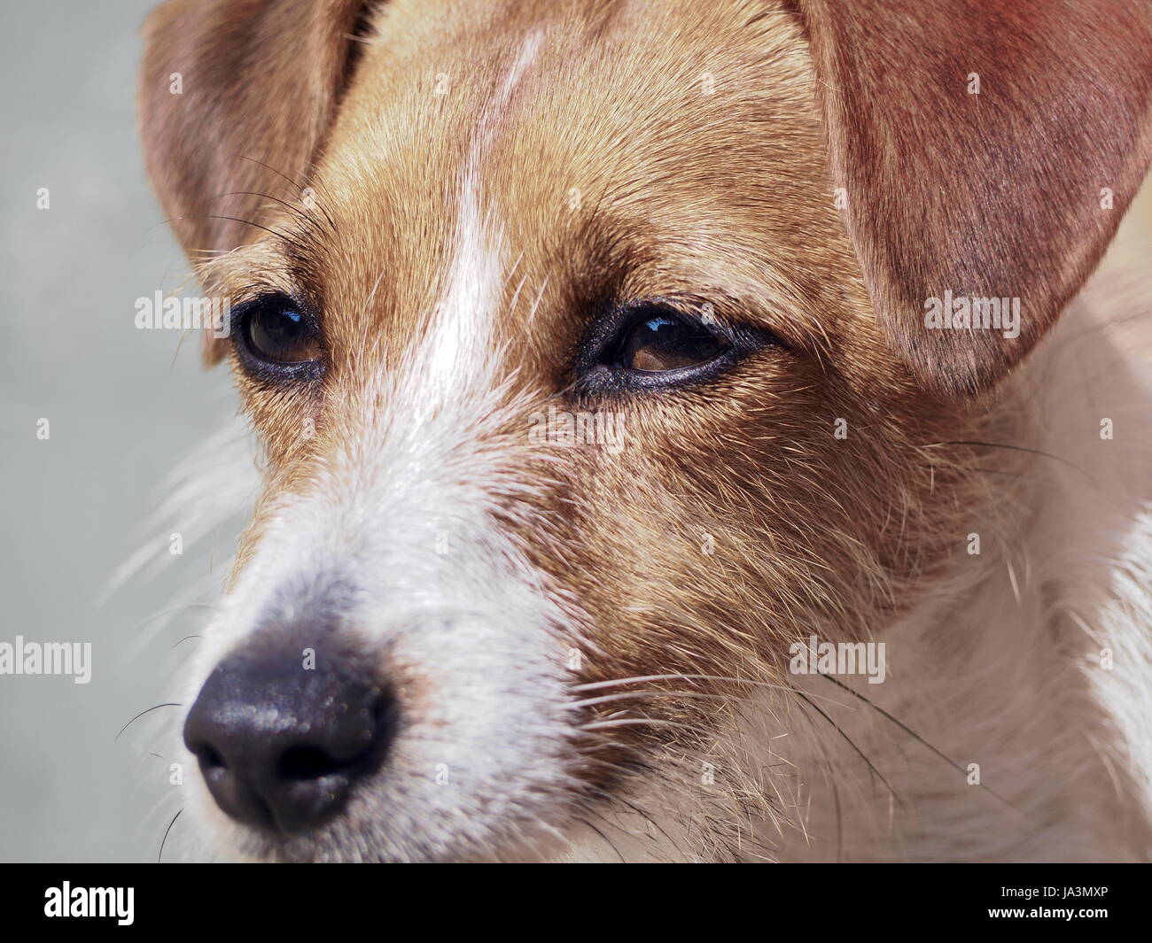Jack Russell Terrier Foto Stock