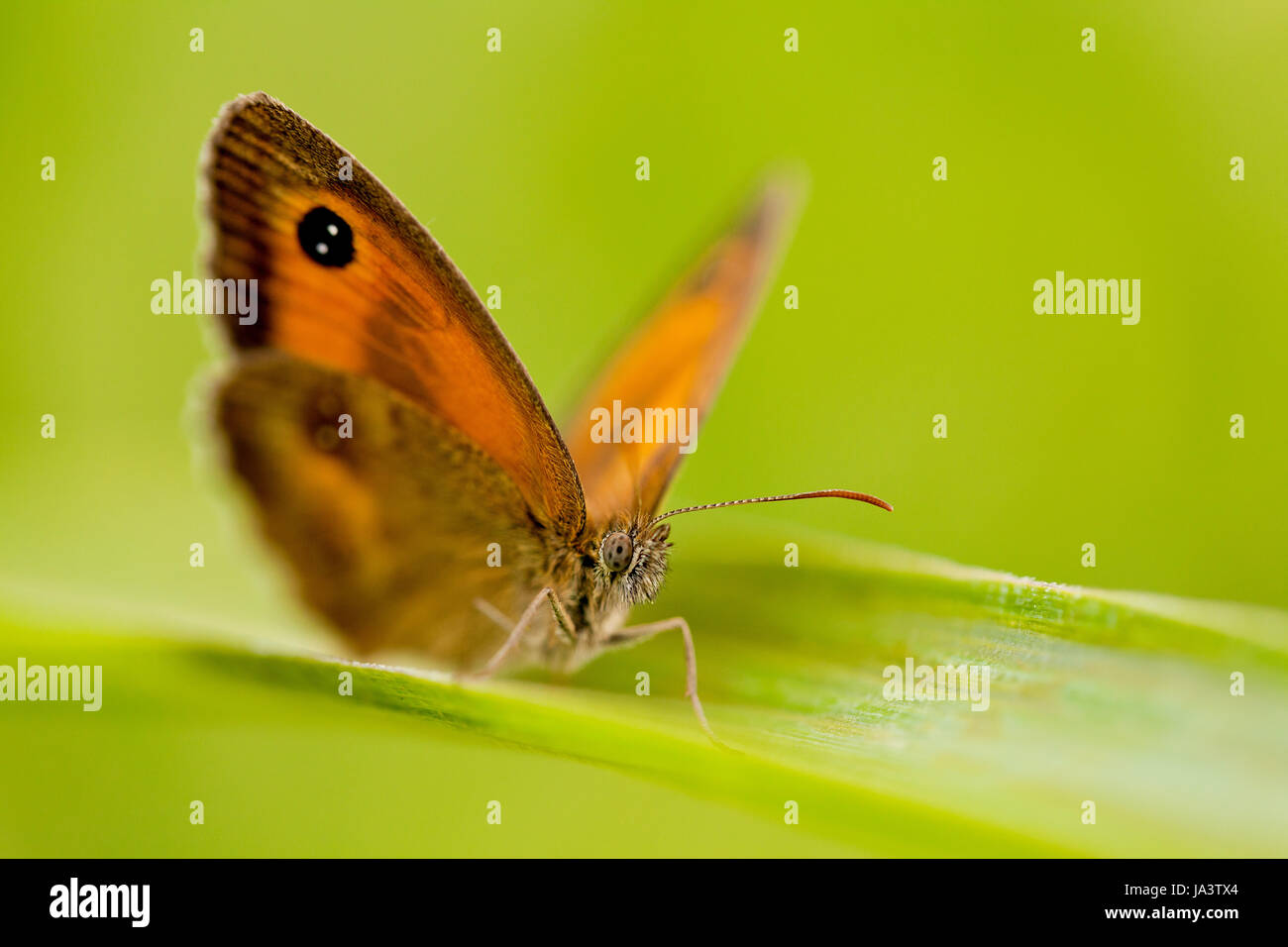Farfalla su una foglia verde closeup macro Foto Stock