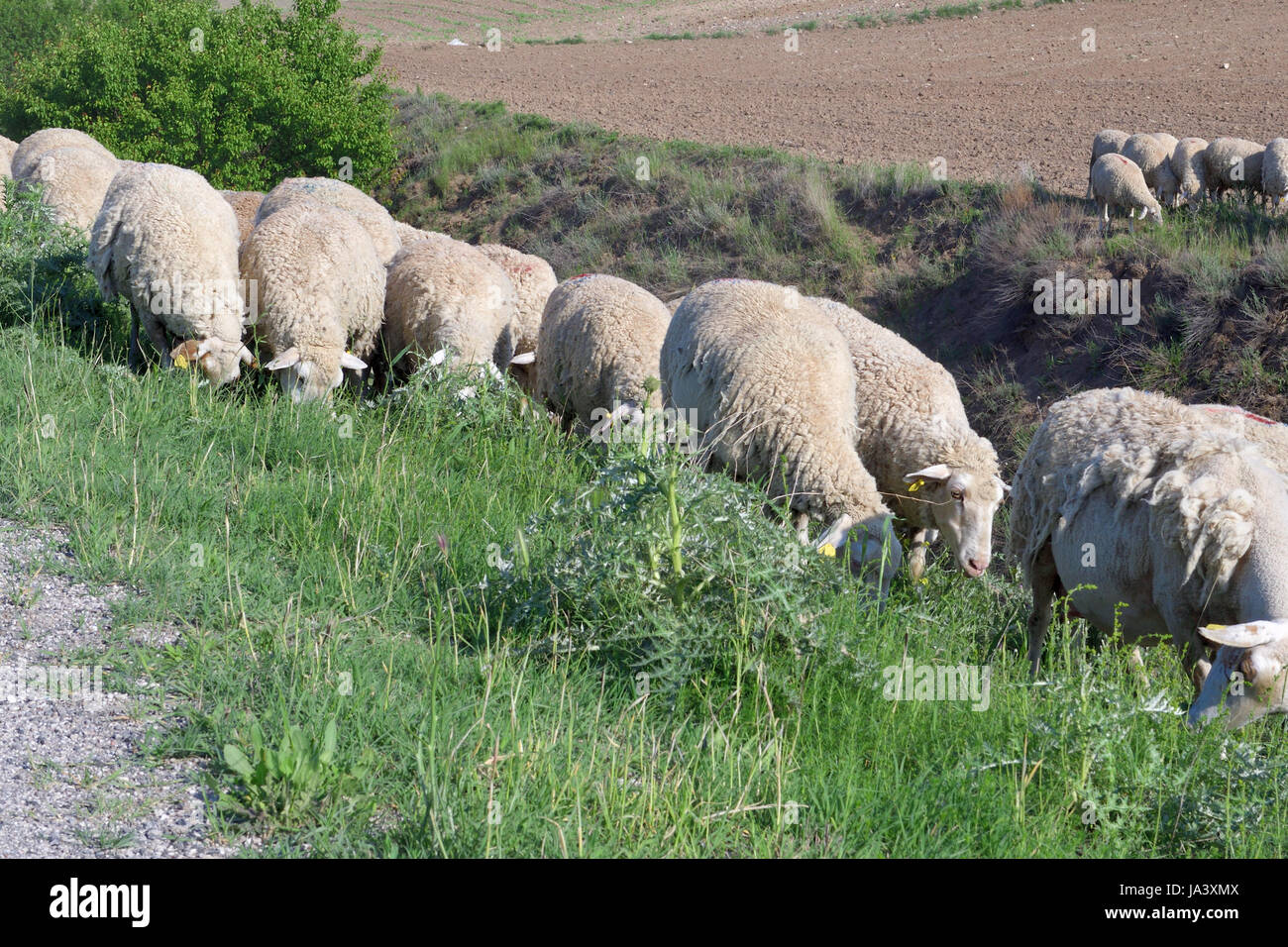 Gregge di pecore al pascolo in campagna Foto Stock