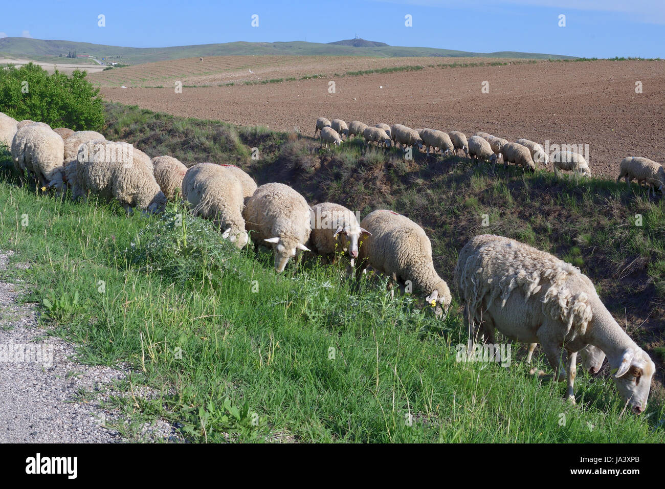 Gregge di pecore al pascolo in campagna Foto Stock