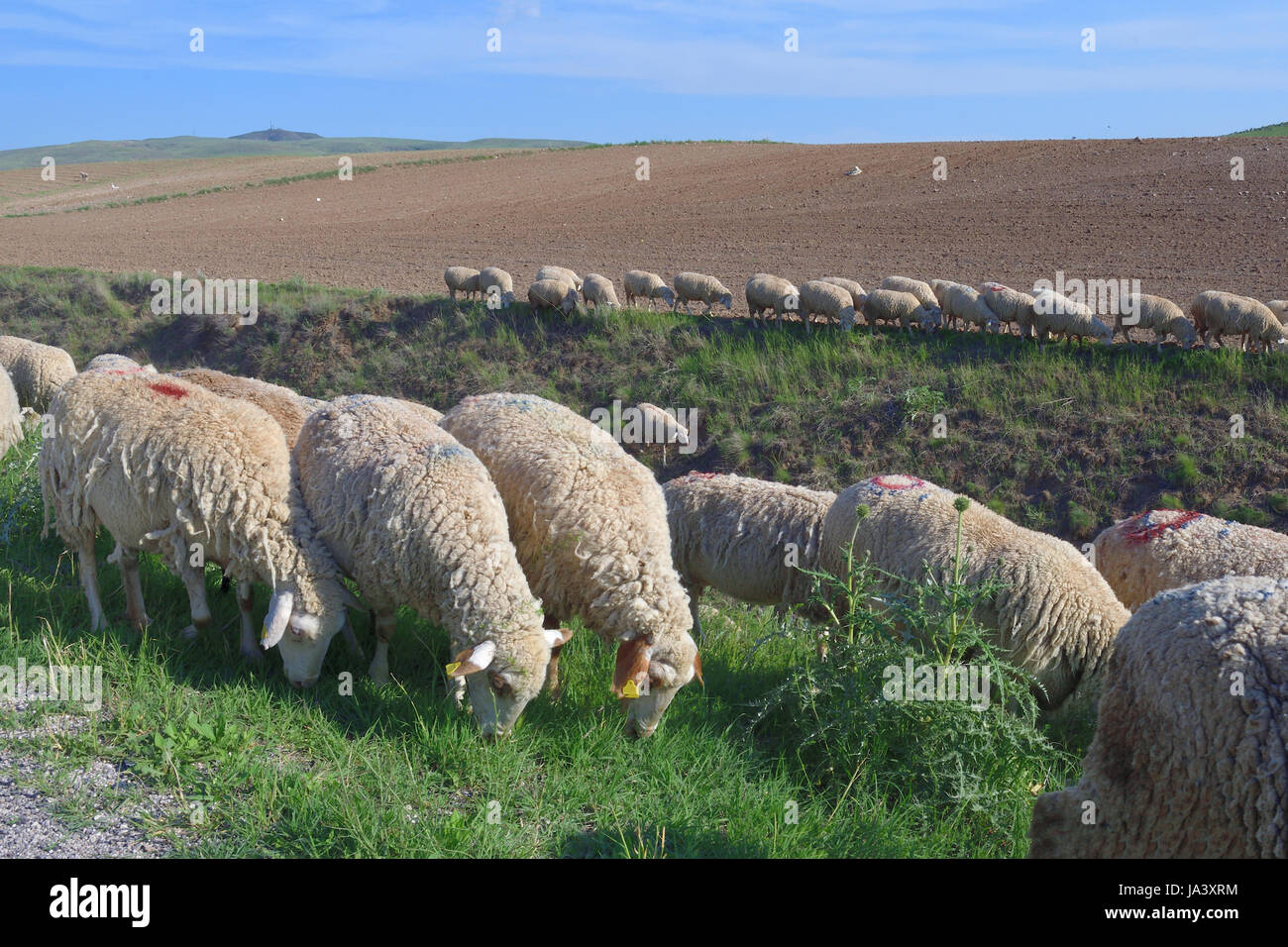 Gregge di pecore al pascolo in campagna Foto Stock