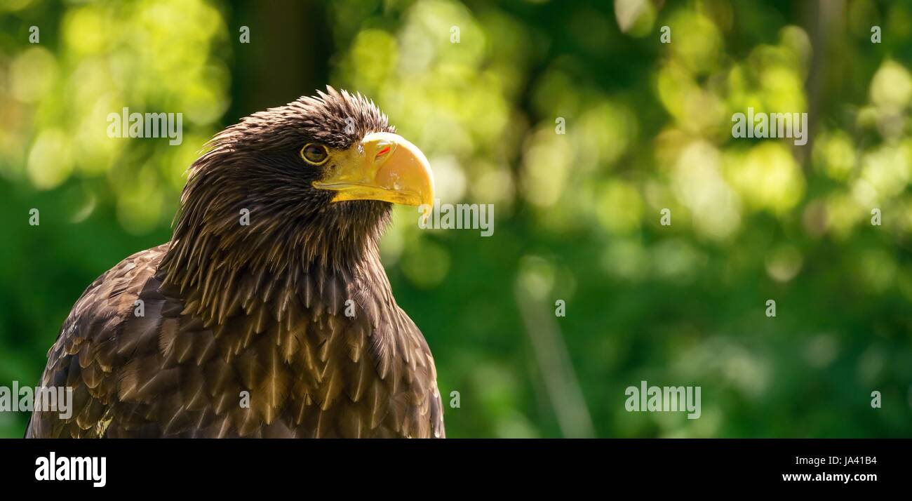 Foto orizzontale con il ritratto del grande mare maschio eagle. Dettaglio della testa del grosso uccello con becco giallo e marrone e piume. Sfocato verdi alberi sono in backg Foto Stock