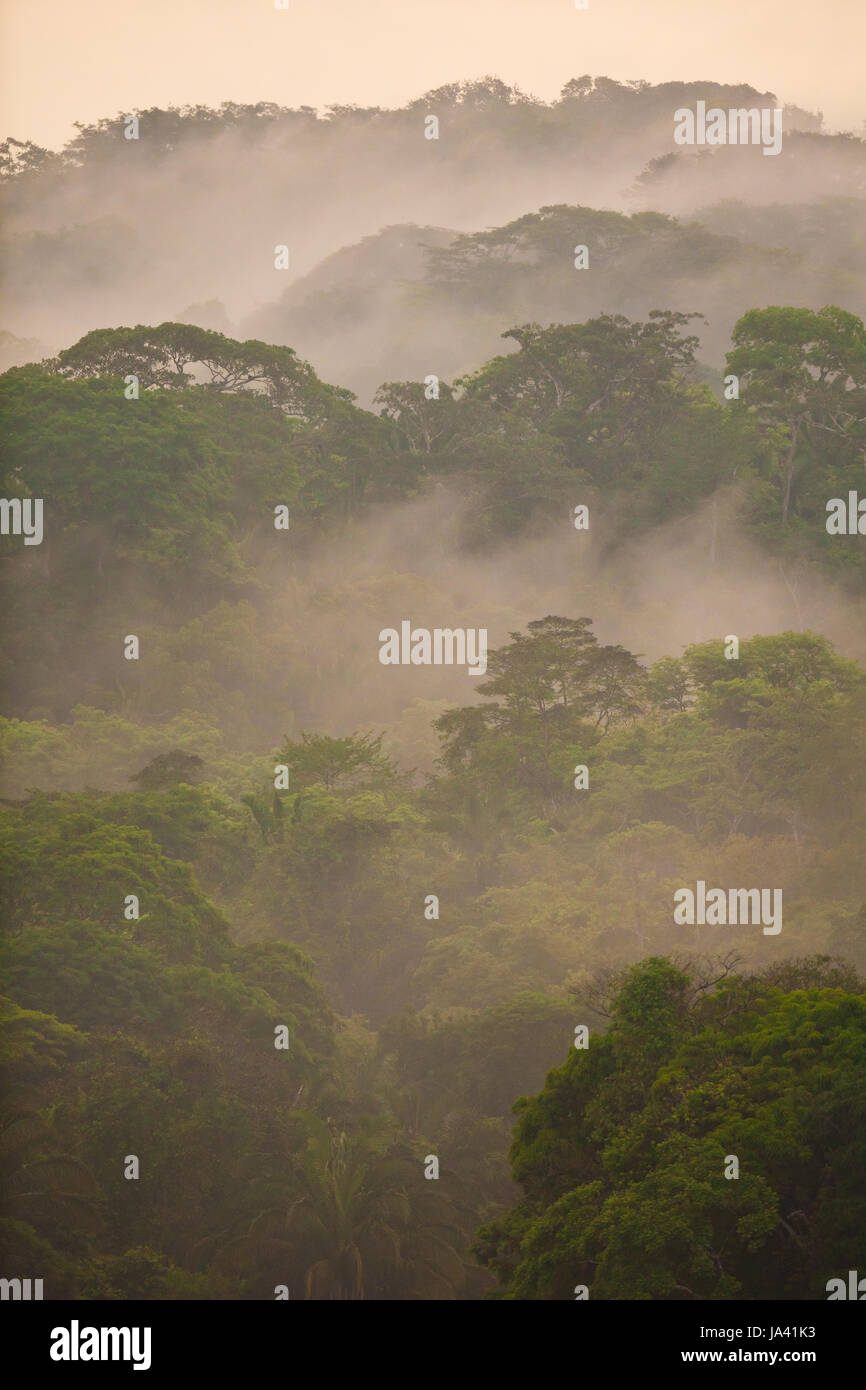 Parco nazionale di Soberania, Repubblica di Panama, il 20 maggio 2014. Misty rainforest dopo la pioggia nel parco nazionale di Soberania, Repubblica di Panama. Foto Stock