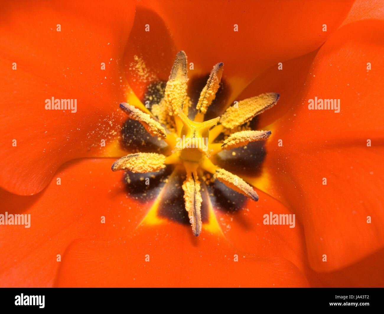 Tulipano arancione Foto Stock