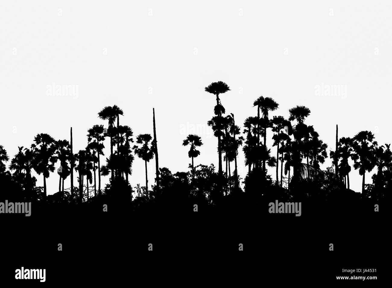 Silhouette sugar palm su sfondo bianco Foto Stock