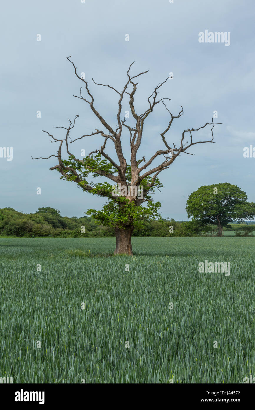 Un unico vecchio albero morto in un campo verde con un cielo blu e bianco wispy nuvole nel cielo. La struttura dispone di molti rami sporgenti. Foto Stock