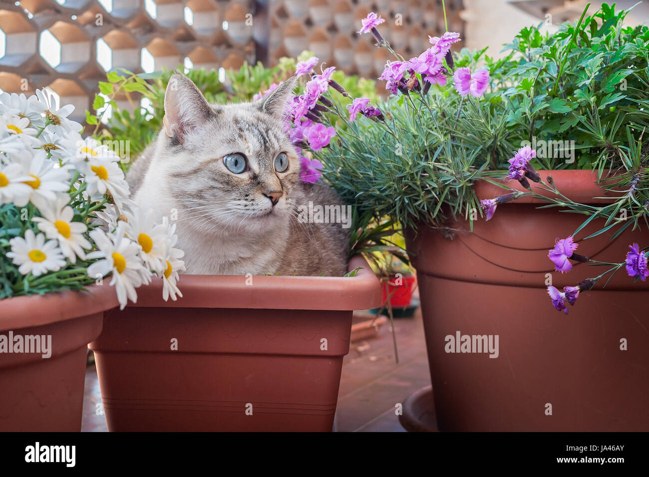 Cat in un impianto pot , nel mezzo di fioriere. Foto Stock