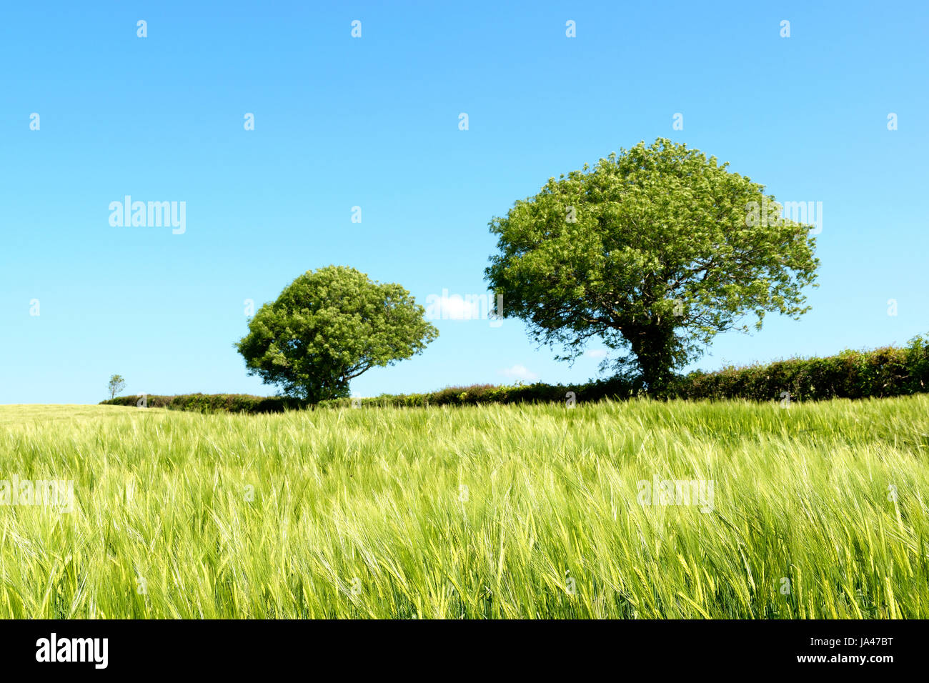 Un inizio di coltivazione di grano in Cheshire, Inghilterra, Regno Unito Foto Stock