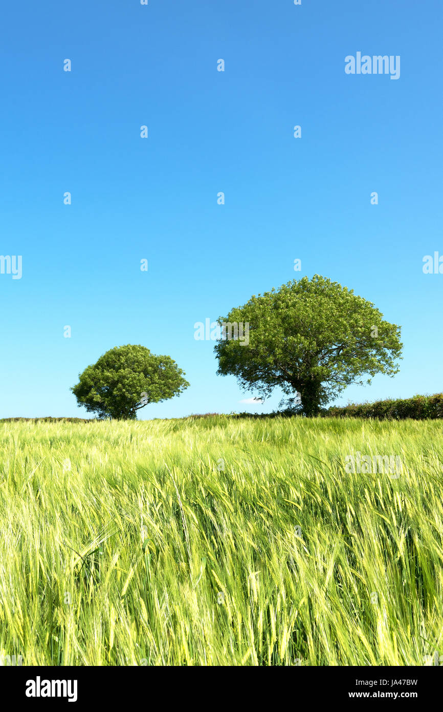 Un inizio di coltivazione di grano in Cheshire, Inghilterra, Regno Unito Foto Stock