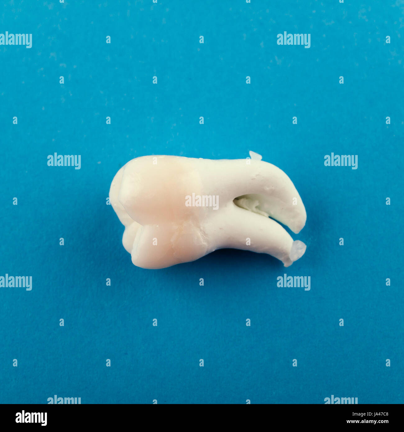 Vista dall'alto di un singolo decaduta a dente di saggezza su uno sfondo blu Foto Stock