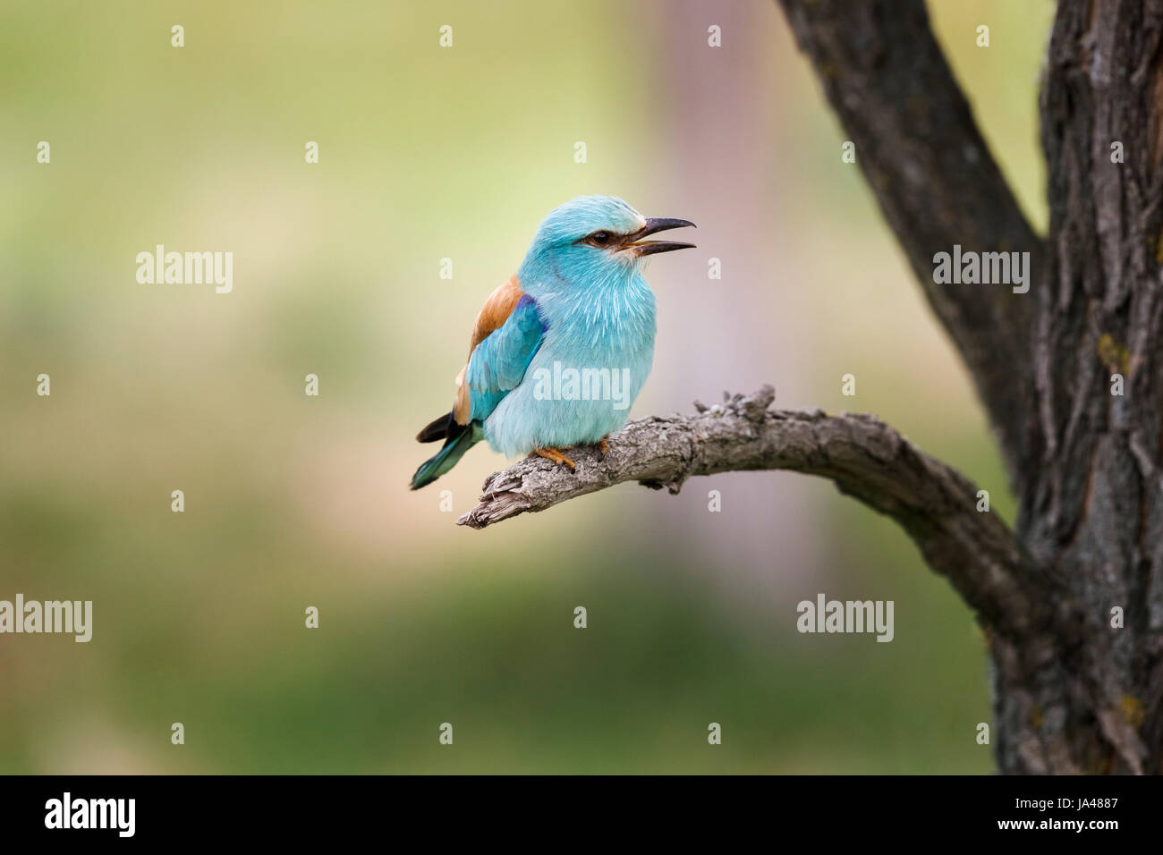 Bella blu rullo europea (Coracias garrulus) appollaiate su un ramo, Koros-Maros National Park, la contea di Békés, Ungheria Foto Stock