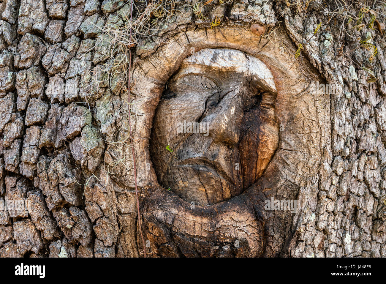 Con il loro triste e dolorosa espressioni, la struttura ad albero spiriti di San Simons Island, sembrano riflettere il dolore di aspetto degli alberi stessi con il Foto Stock