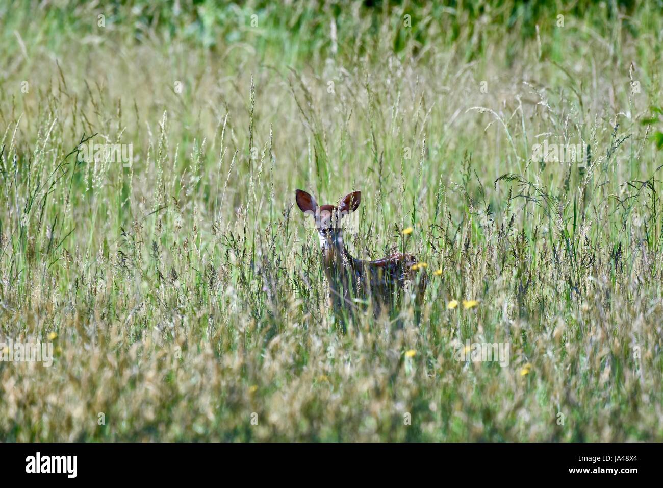 White-tailed deer (Odocoileus virginianus) fattoria con dei punti nascosti in erba alta Foto Stock