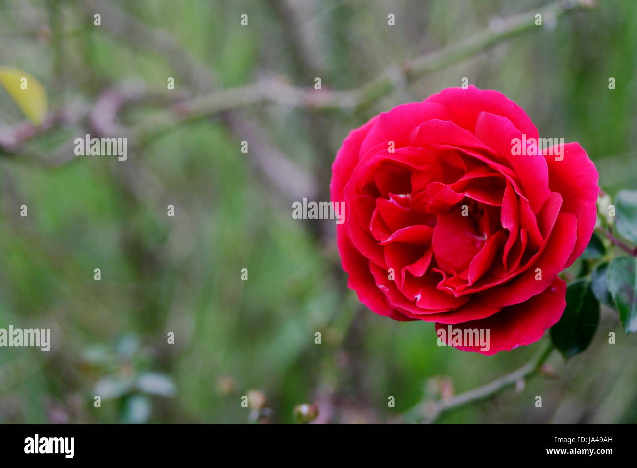 Miniture Red Rose Foto Stock