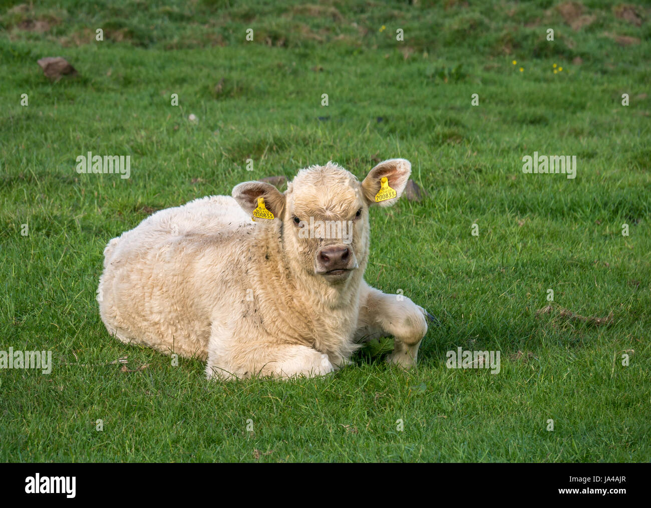 Close up crema vitello Jersey disteso nel verde campo erboso, East Lothian, Scozia, Regno Unito Foto Stock