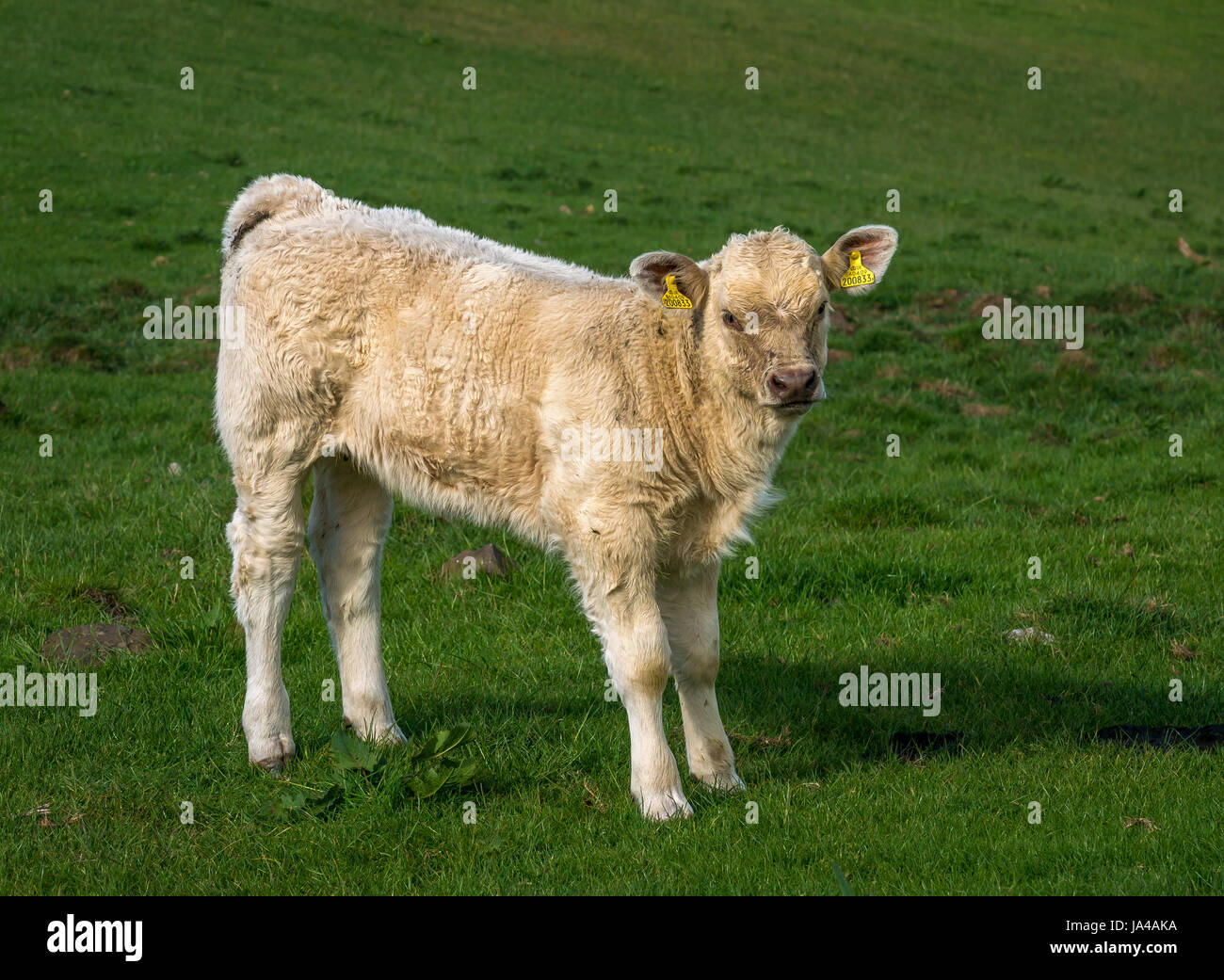 Close up di crema Jersey calf in piedi nel verde campo erboso, East Lothian, Scozia, Regno Unito Foto Stock