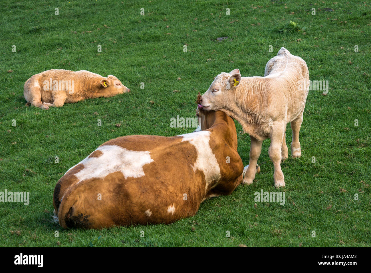 Close up di Jersey vacca madre con due vitelli di vitello con leccamento madre, East Lothian, Scozia, Regno Unito Foto Stock