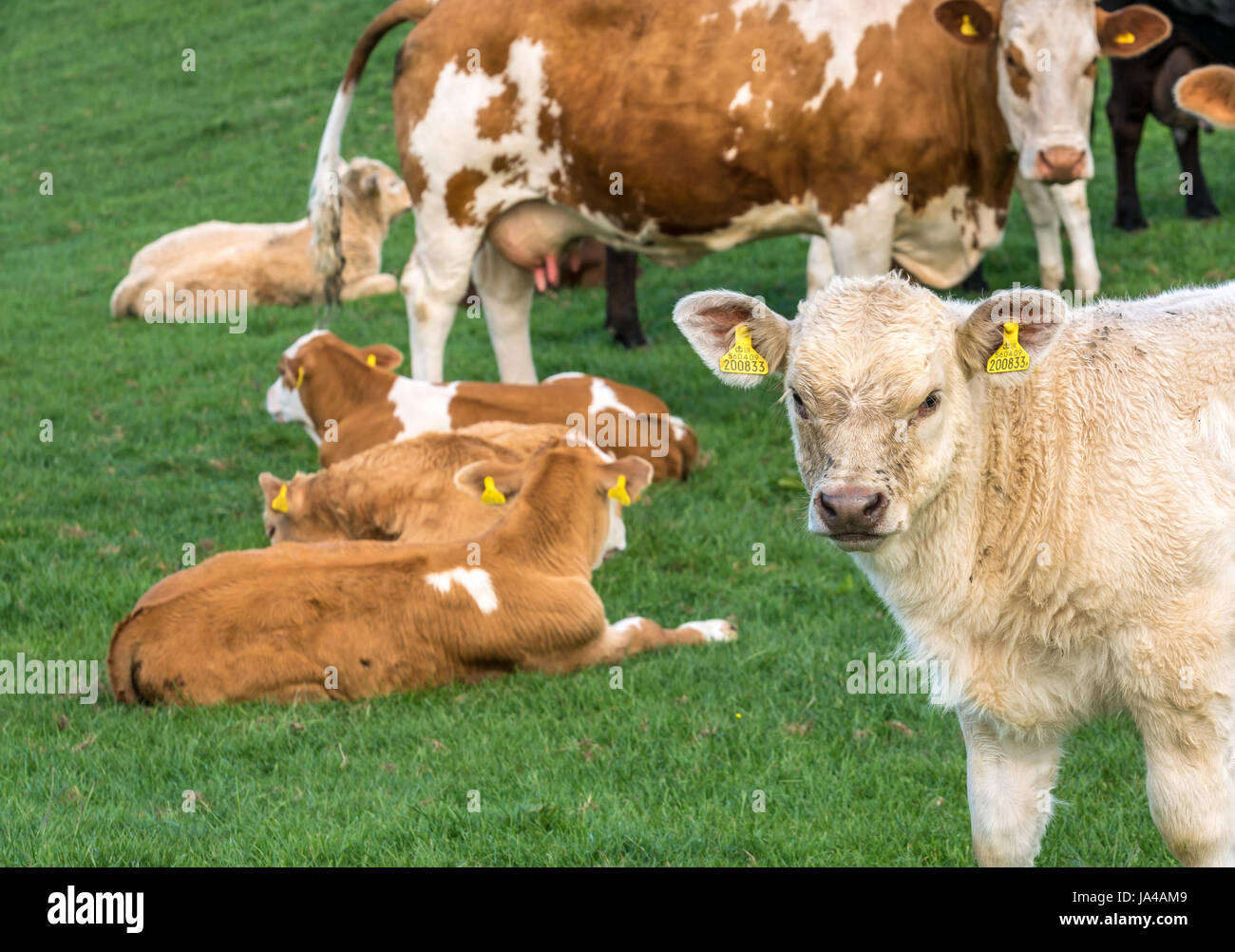 Close up cremoso vitello Jersey con altri vitelli che giace nel campo e la madre mucca, East Lothian, Scozia, Regno Unito Foto Stock