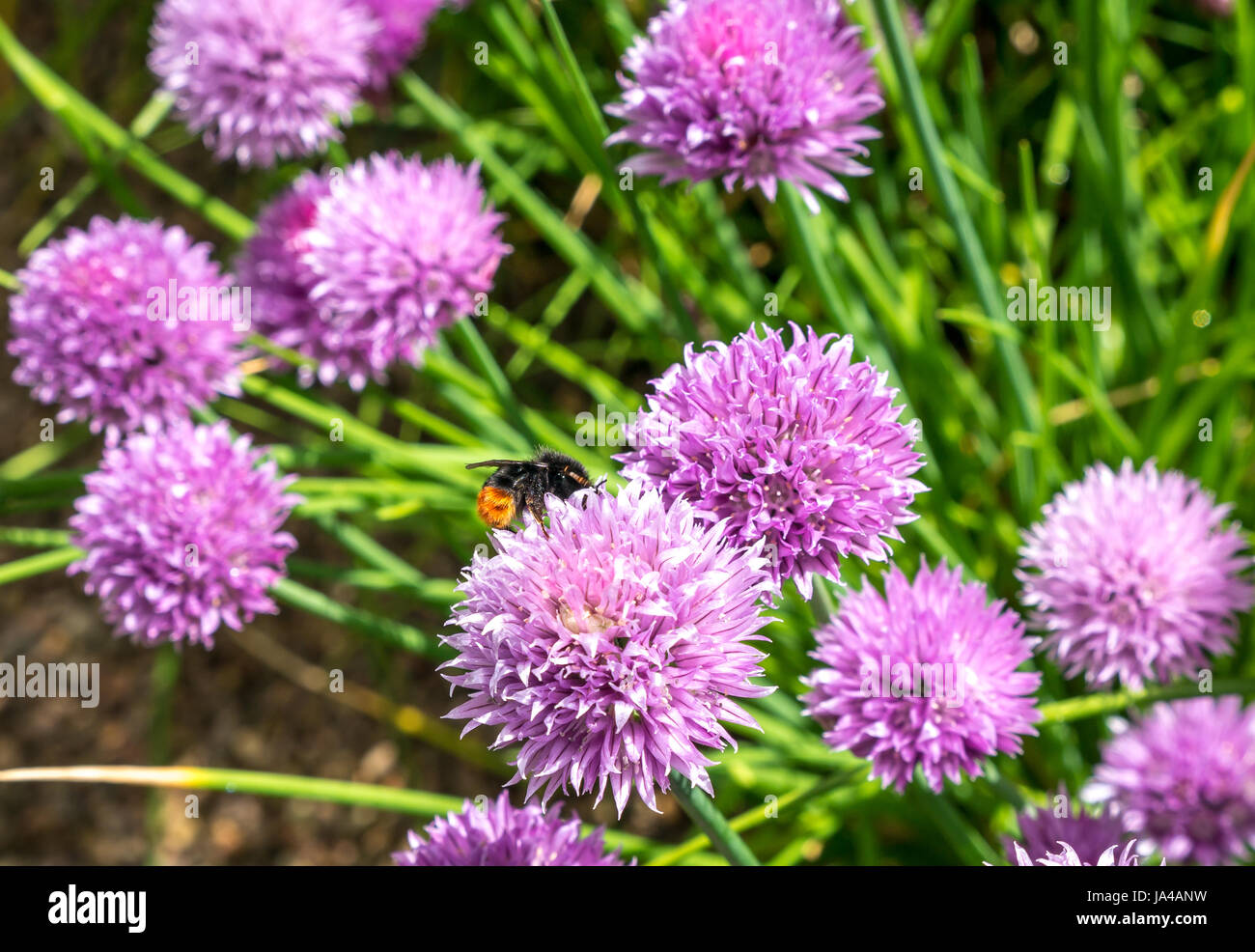 Primo piano di bumblebee dalla coda rossa, Bombus Lapidaparius, su fiore di erba cipollina viola, Allium schoenoprasum, Scozia, Regno Unito Foto Stock