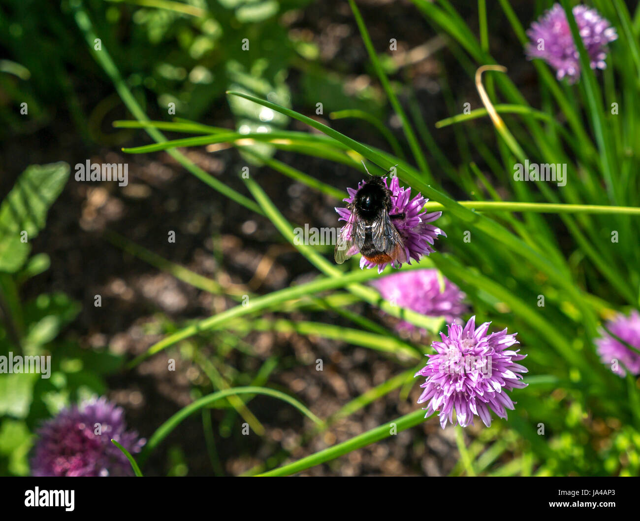 Primo piano di bumblebee dalla coda rossa, Bombus lapidarius, su fiore di erba cipollina viola, Allium schoenoprasum, Scozia, Regno Unito Foto Stock