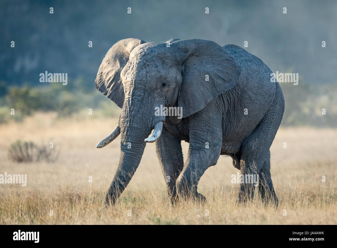 Un toro elefante nella zona di Savuti di Chobe National Park in Botswana Foto Stock