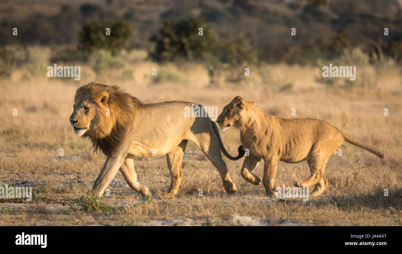 Maschio adulto Lion in esecuzione con un sub maschio adulto in seguito, nell'area di Savuti del Botswana Foto Stock