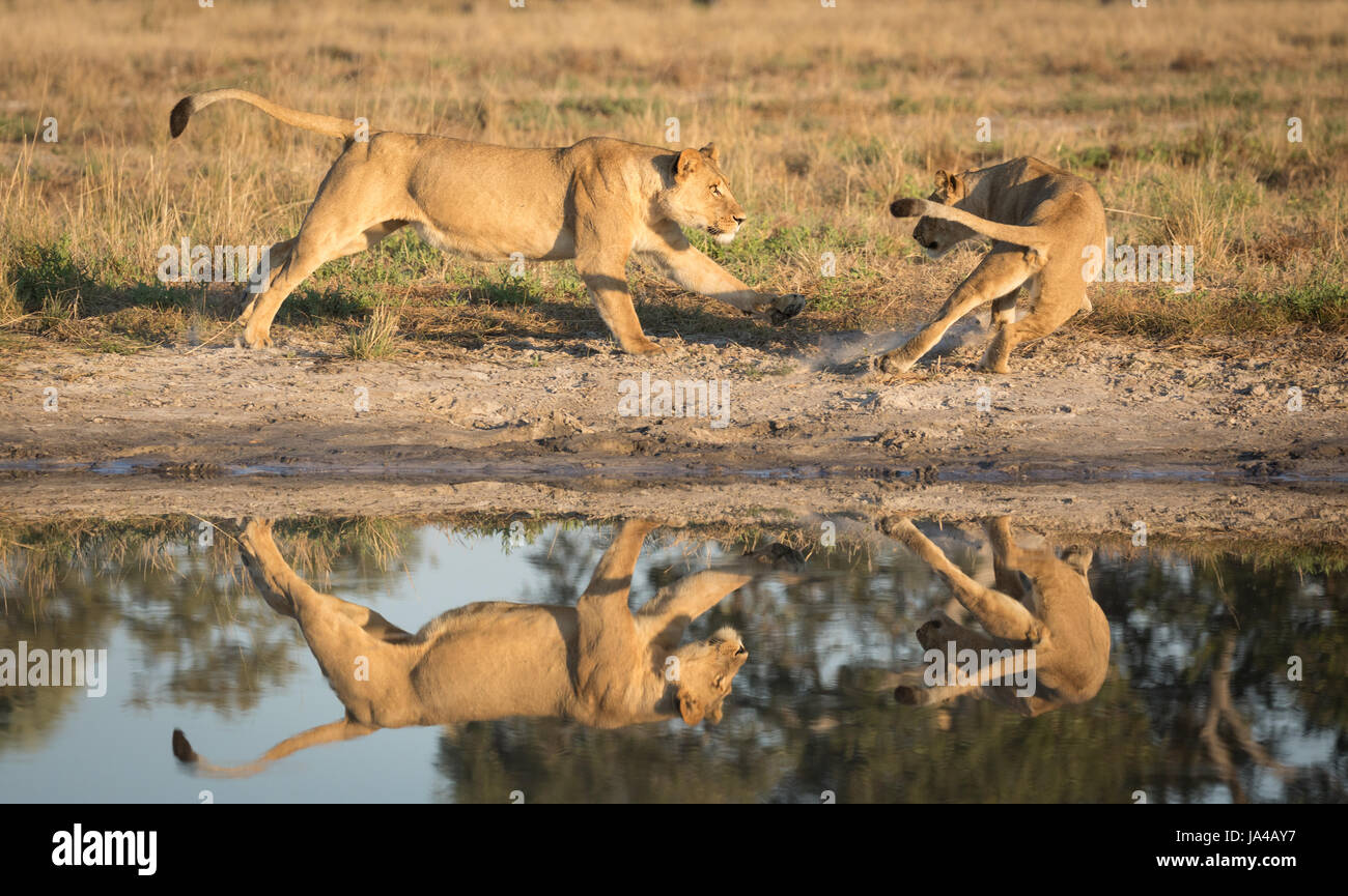 Due leoni femminili nella zona di Savuti del Botswana che giocano vicino ad una padella d'acqua naturale e il loro riflesso in acqua Foto Stock