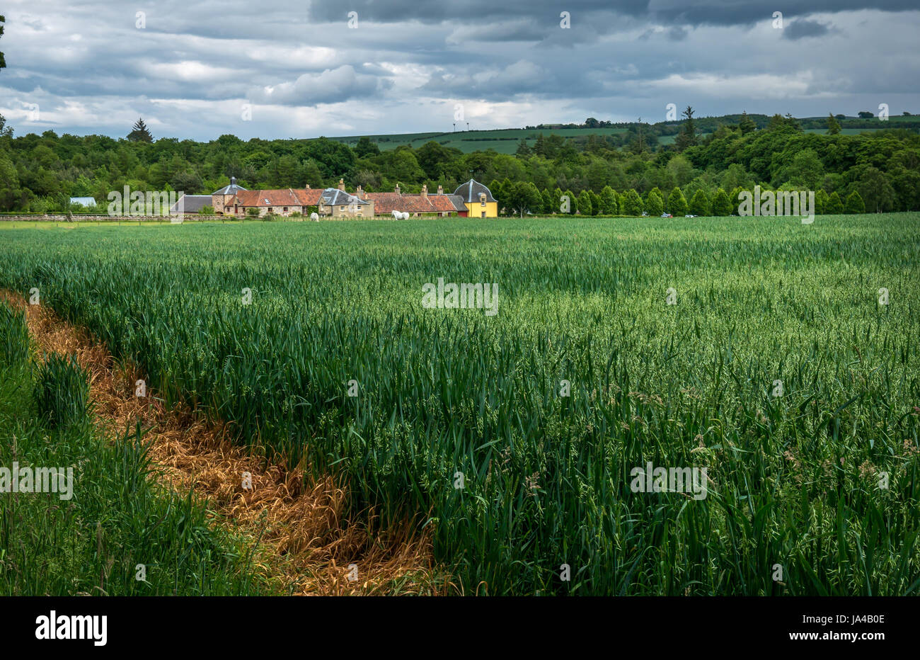Il pittoresco panorama di Broadwoodside, Gifford, East Lothian, Scozia, Regno Unito attraverso il verde campo di coltivazione Foto Stock