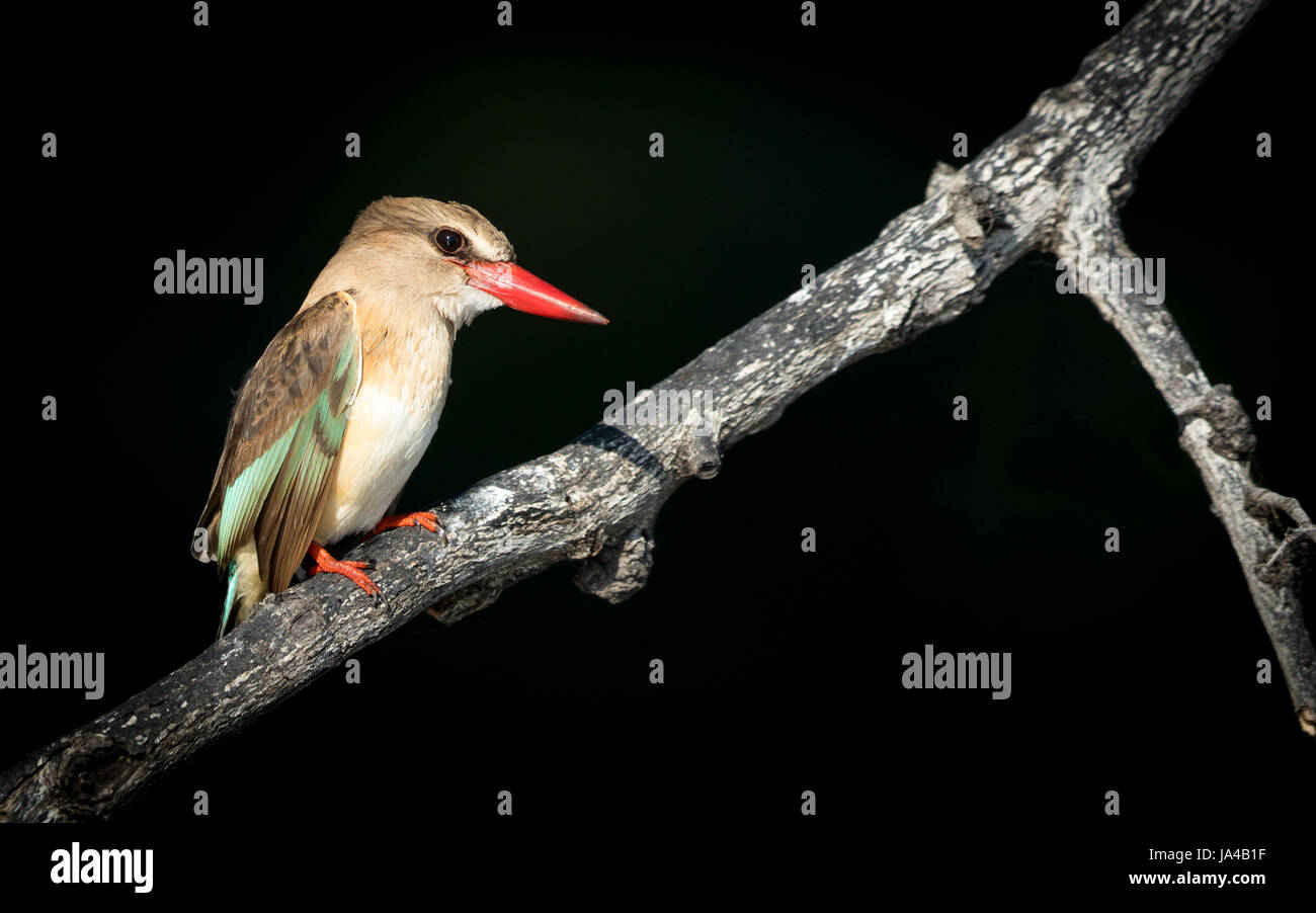 Brown Hooded Kingfisher presso il fiume Chobe in Botswana Foto Stock