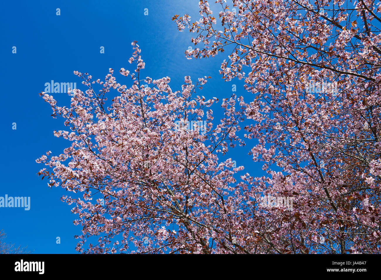 Prunus sargentii, Sargents cherry tree blossom, Finlandia Europa Foto Stock