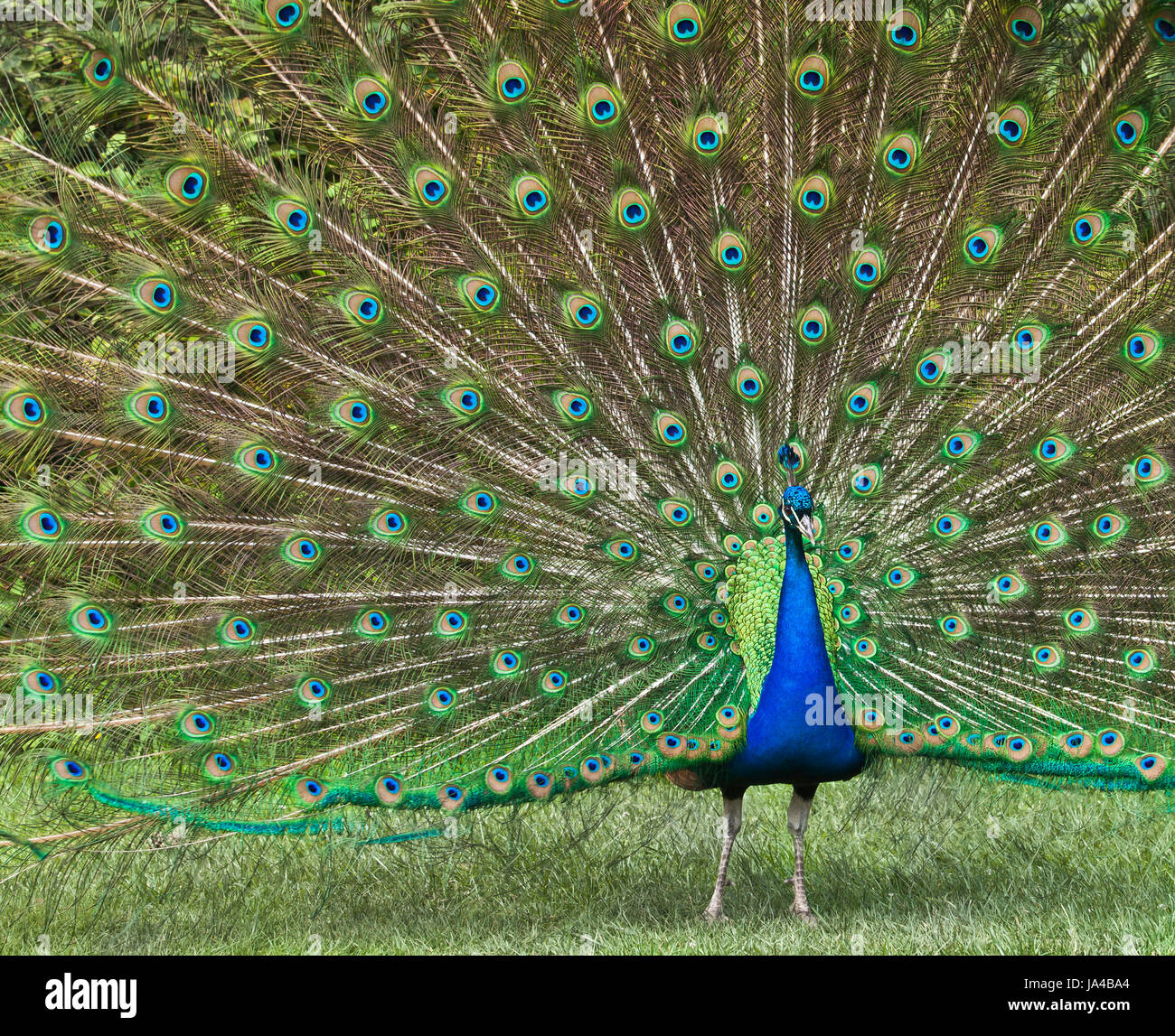 Indian peafowl Peacock. Foto Stock