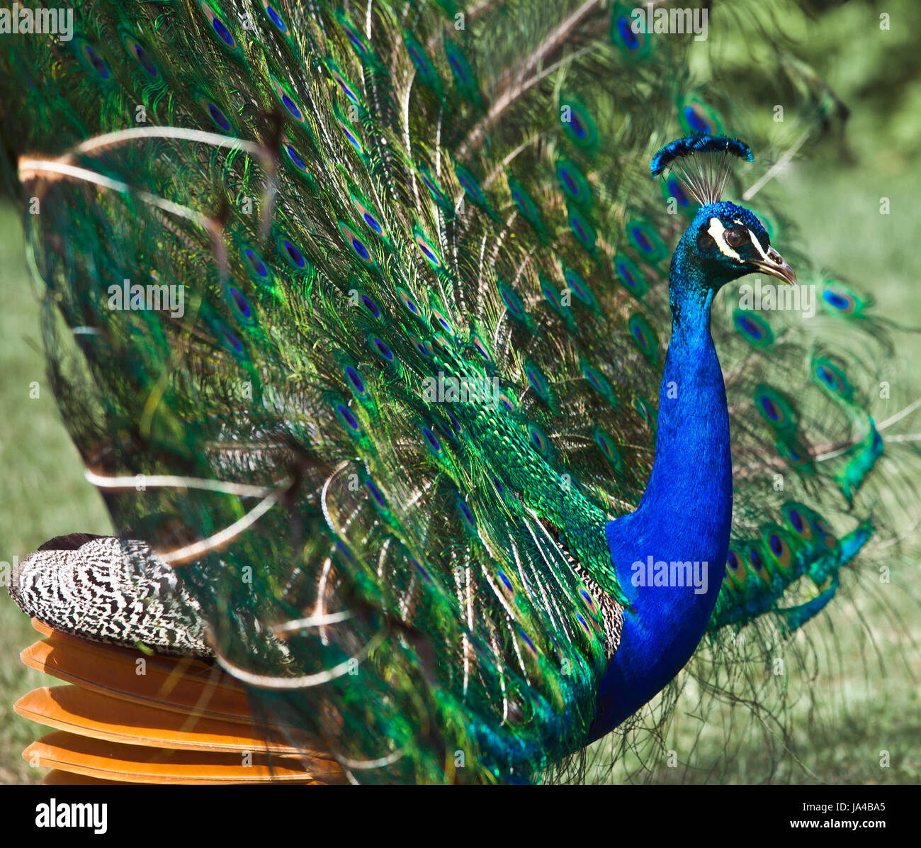 Indian peafowl Peacock. Foto Stock