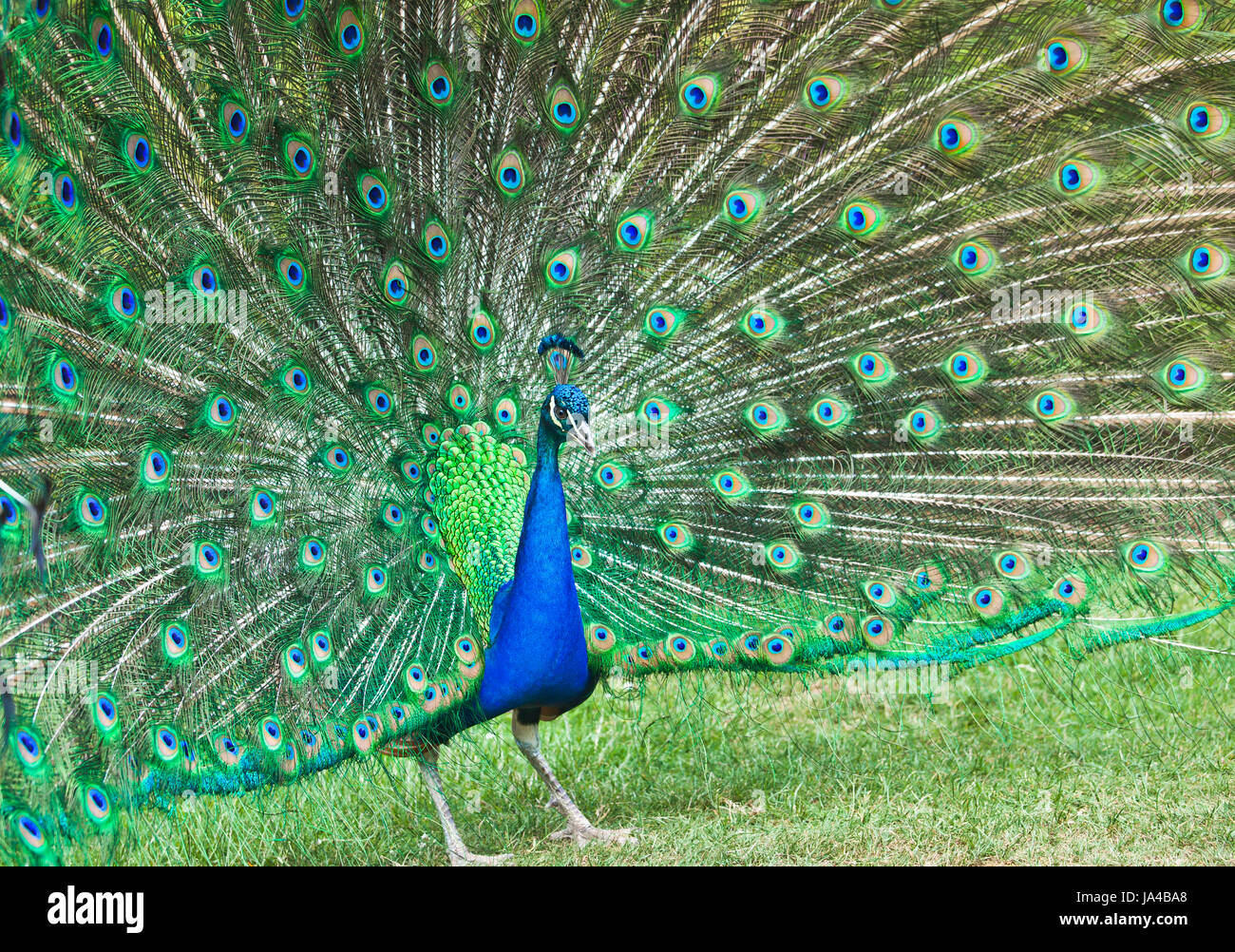 Indian peafowl Peacock. Foto Stock