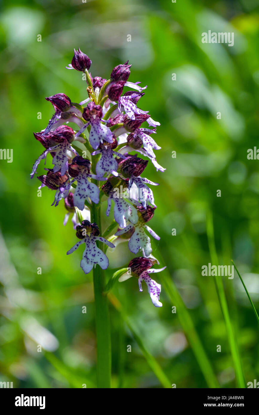 Close up di Lady Orchid nei verdi boschi Foto Stock