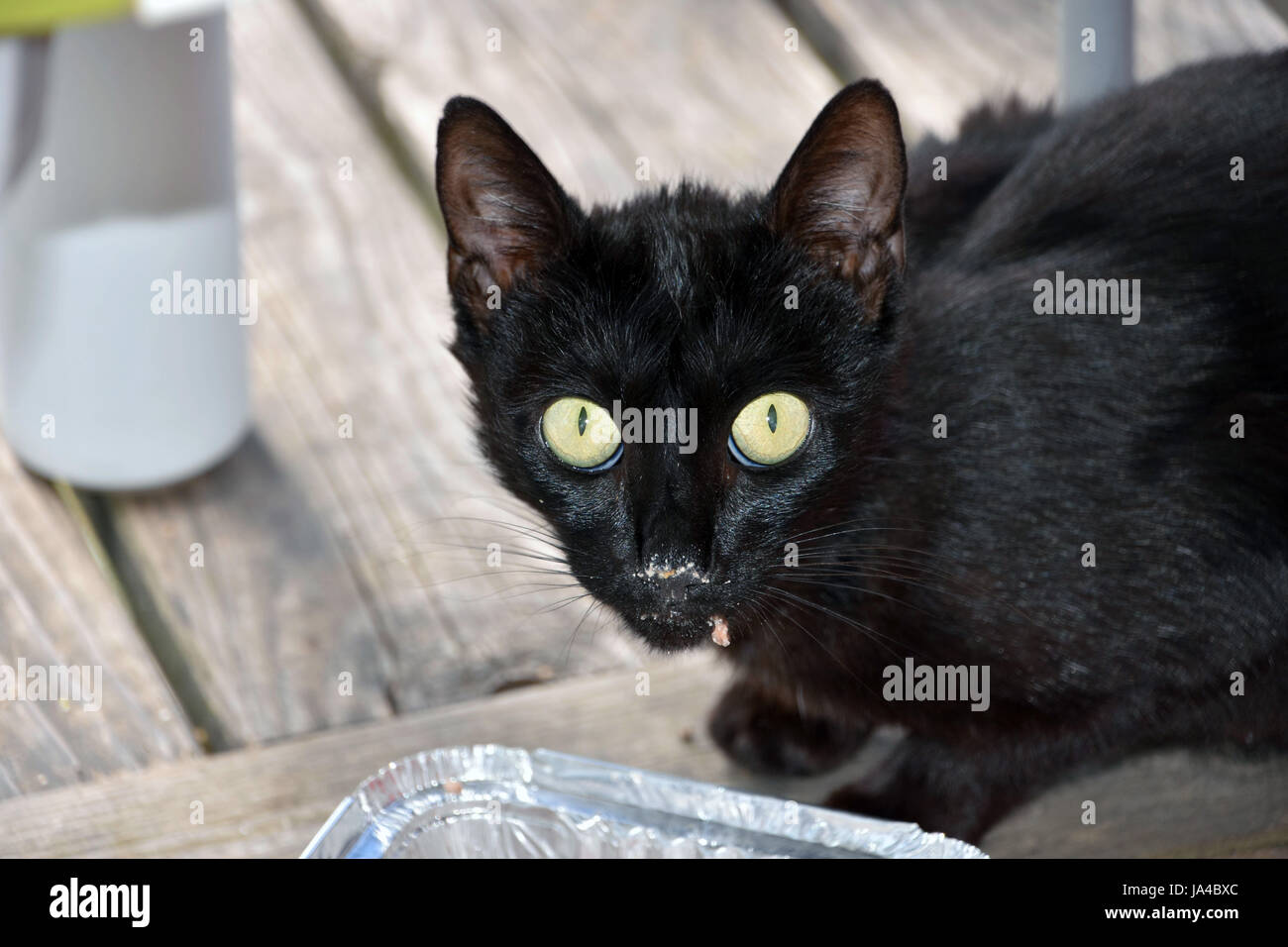 Gatto nero gattino con grandi occhi gialli e il cibo sulla faccia Foto Stock