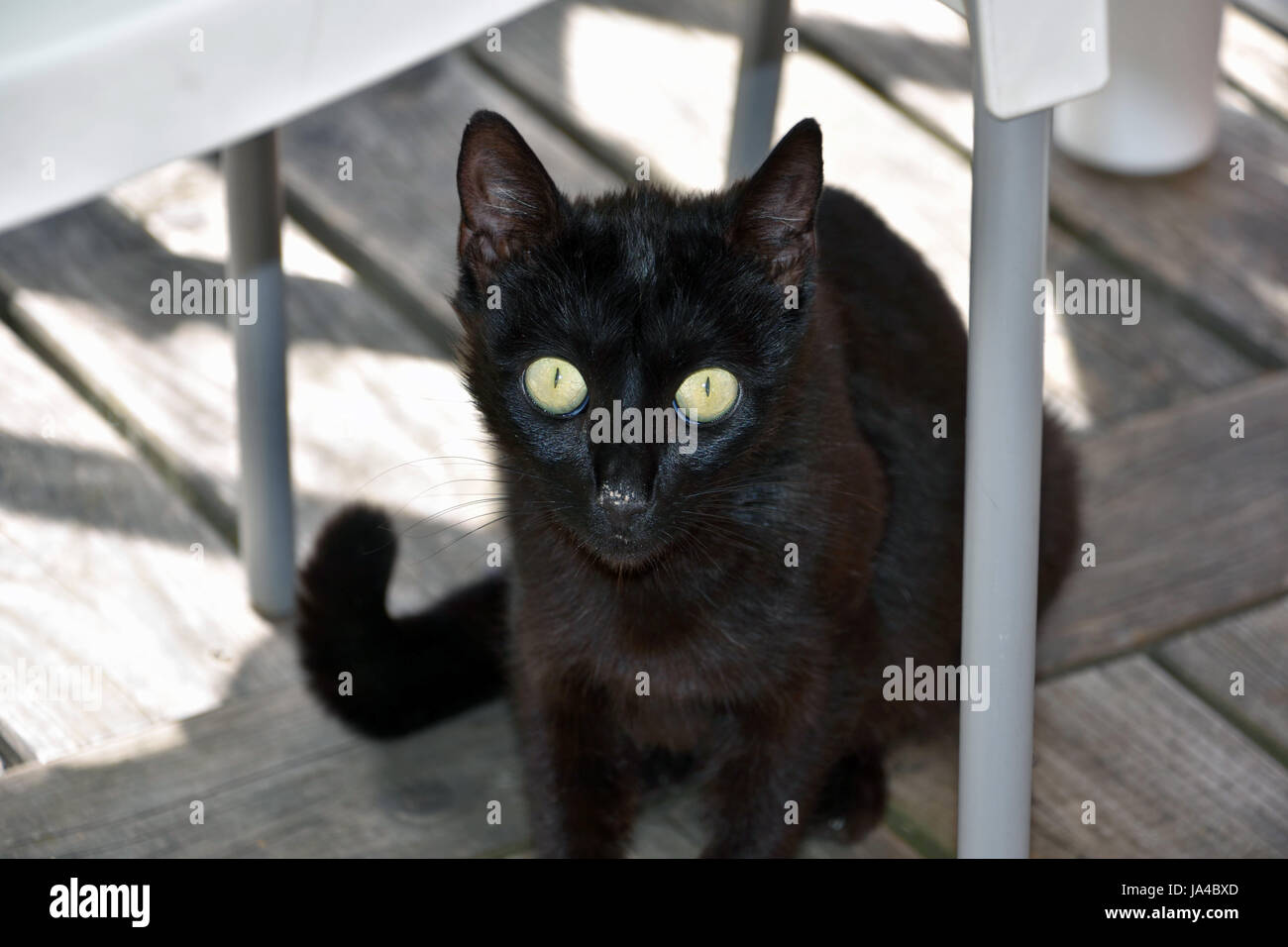 Gatto nero gattino con grandi occhi gialli e il cibo sulla faccia Foto Stock
