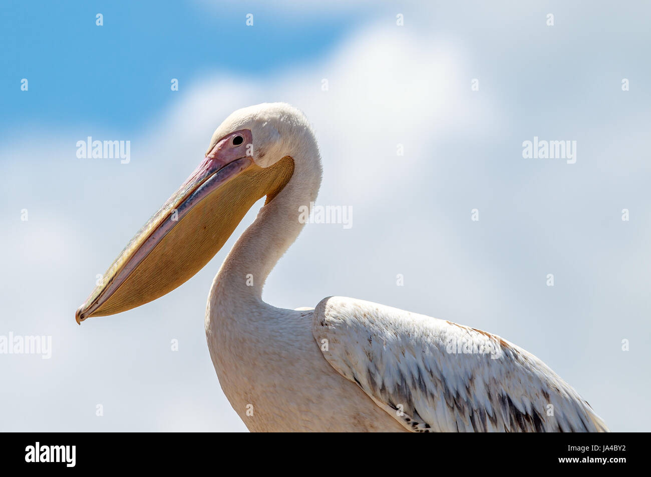 Great White pelican ritratto Foto Stock