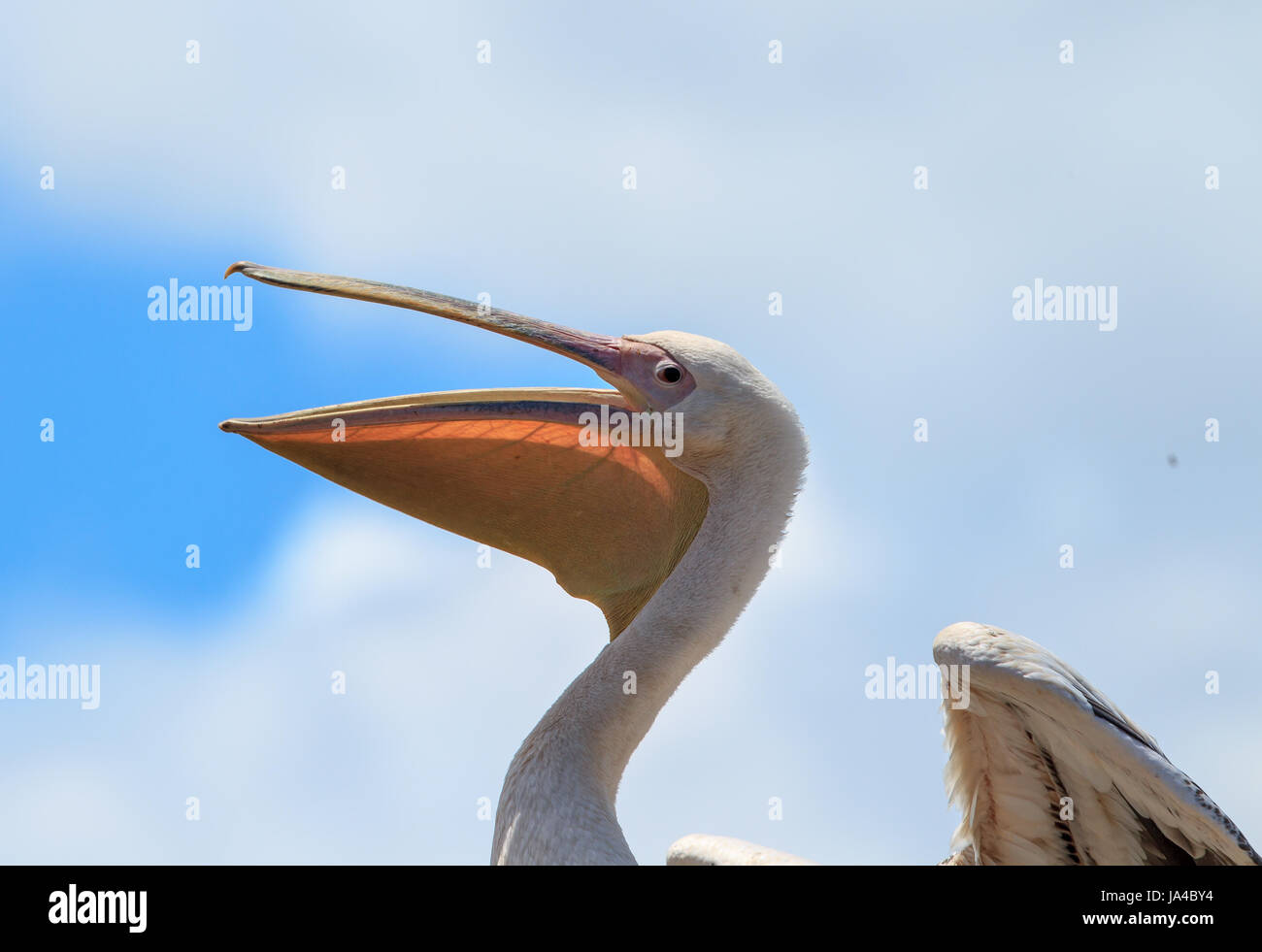 Great White pelican ansimando Foto Stock