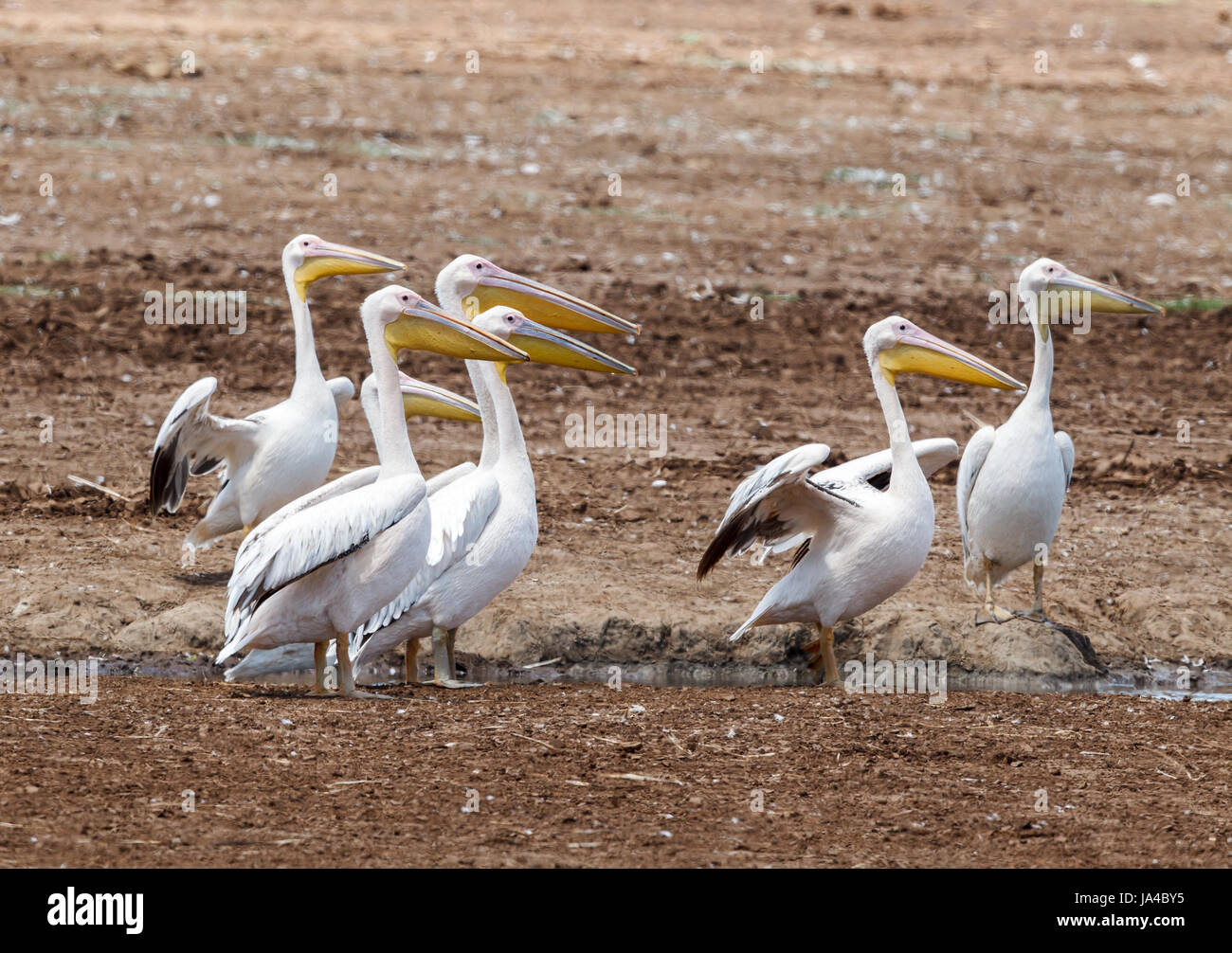 Un gregge di grande pellicani bianchi Foto Stock