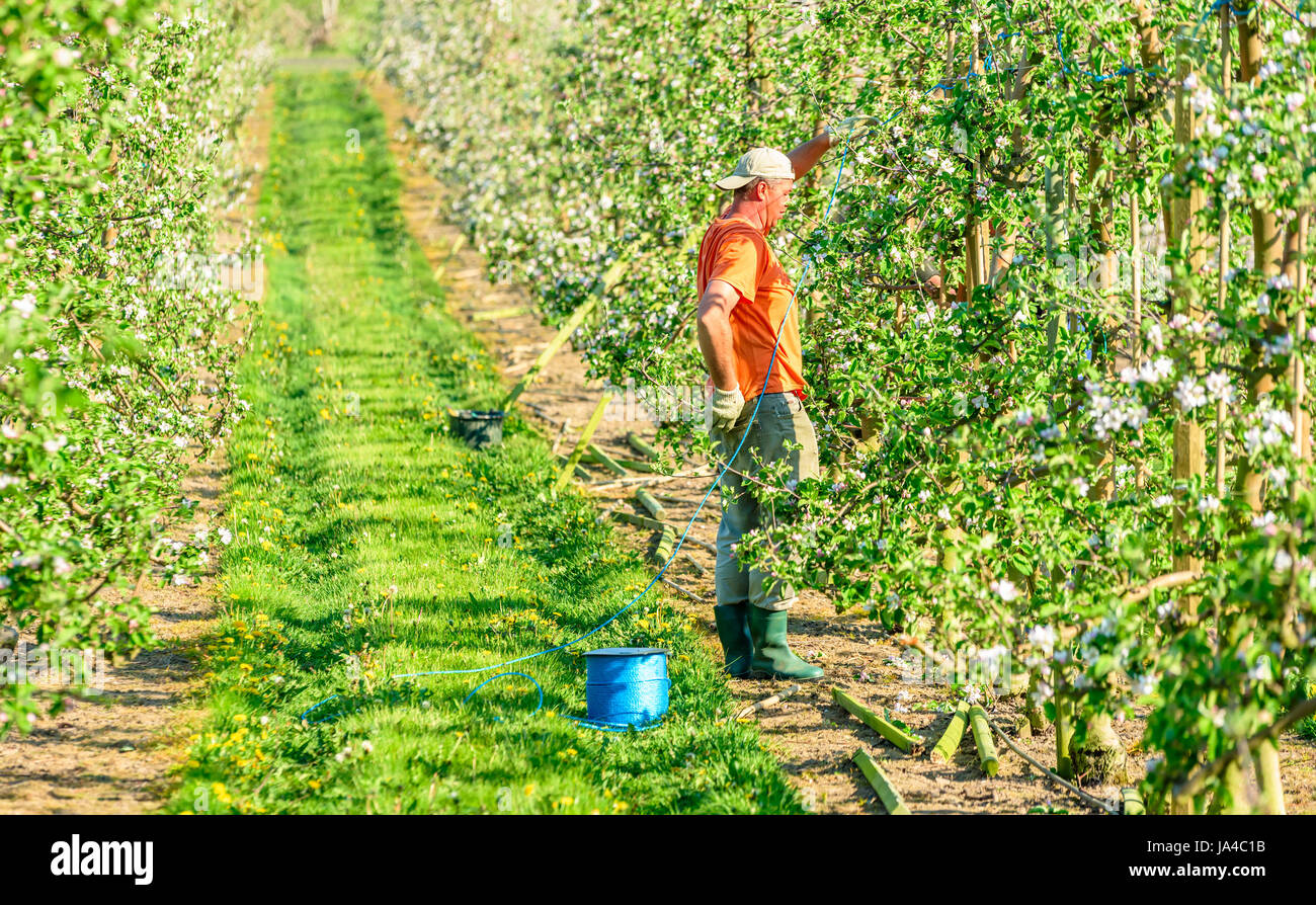 Simrishamn, Svezia - 19 Maggio 2017: ambientale documentario. Orchard lavoratore mettendo nuovi pali in legno a graticcio in fioritura melo Orchard. Foto Stock