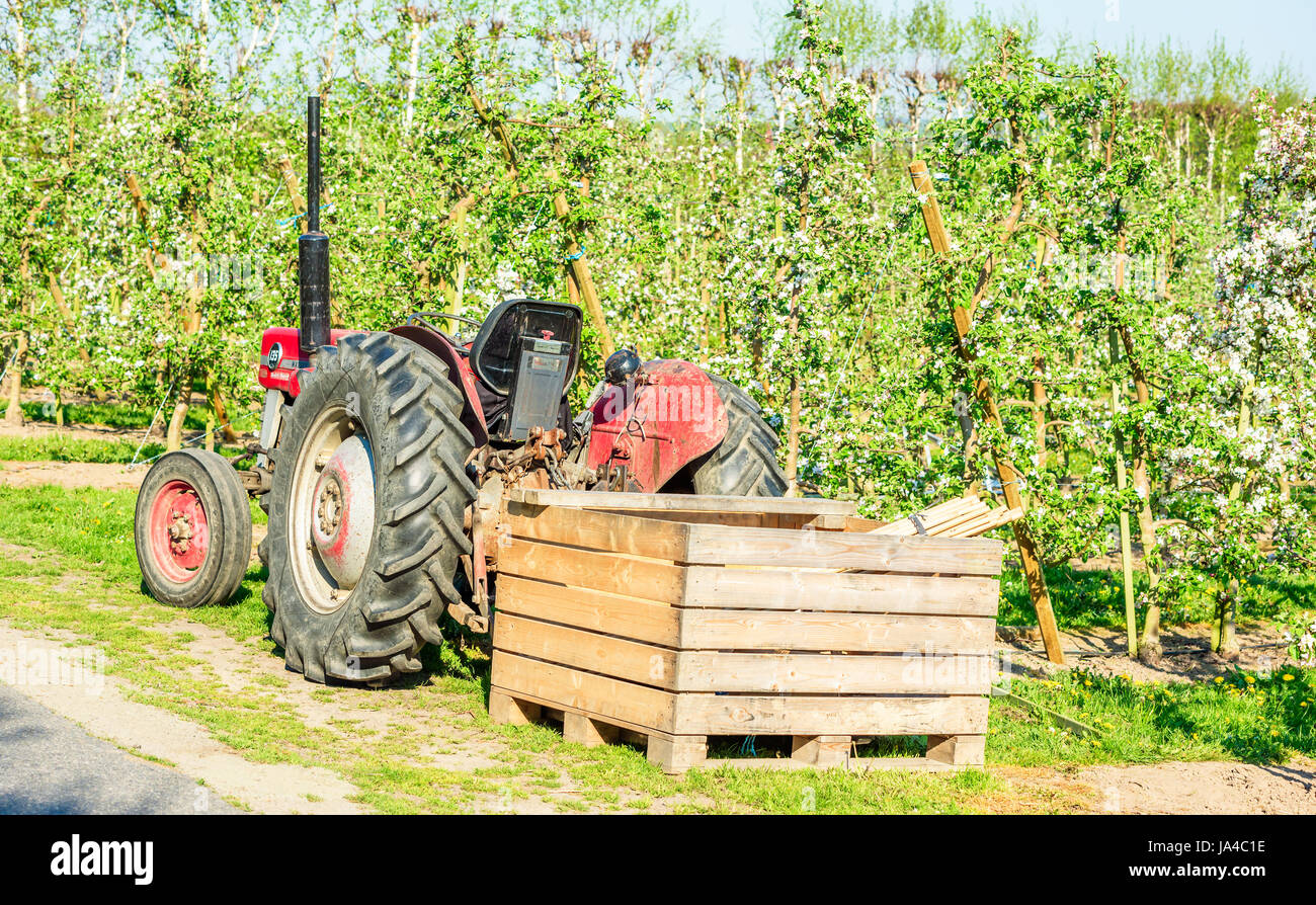 Simrishamn, Svezia - 19 Maggio 2017: ambientale documentario. Vintage Massey Ferguson 135 ancora utilizzata in apple Orchard. Qui parcheggiata di fronte w Foto Stock